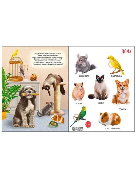 50 звуков. Животные. Робинс