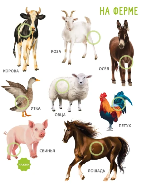 50 звуков. Животные. Робинс