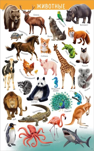 Мои первые развивающие плакаты (с картой достижений и наклейками). Робинс