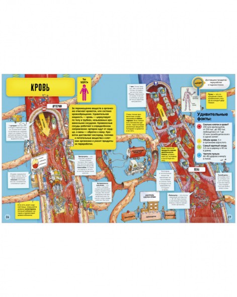 Невероятное тело человека. Как устроен организм внутри, 56 стр