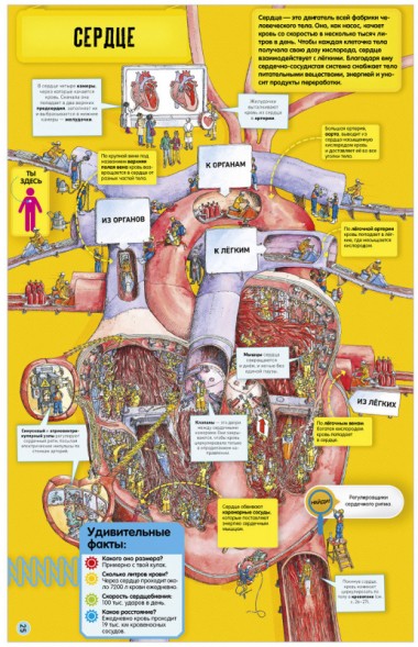 Невероятное тело человека. Как устроен организм внутри, 56 стр
