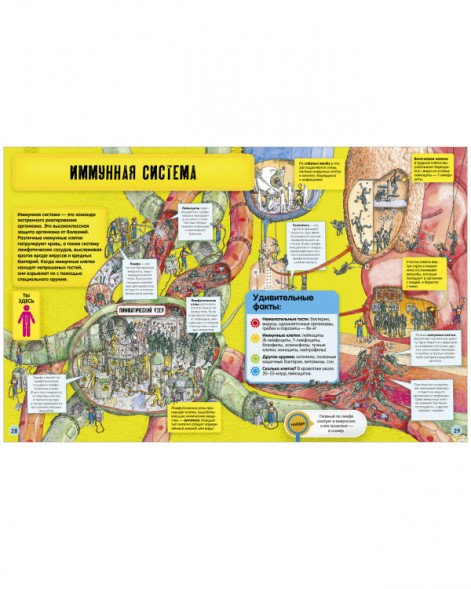 Невероятное тело человека. Как устроен организм внутри, 56 стр