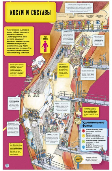 Невероятное тело человека. Как устроен организм внутри, 56 стр