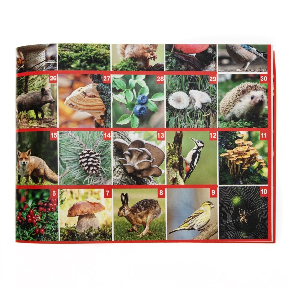 Игра настольная ходилка ФОТОвикторина «Прогулка по лесу»