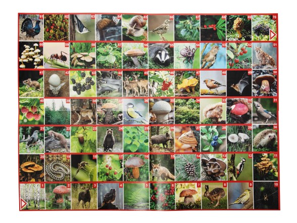 Игра настольная ходилка ФОТОвикторина «Прогулка по лесу»