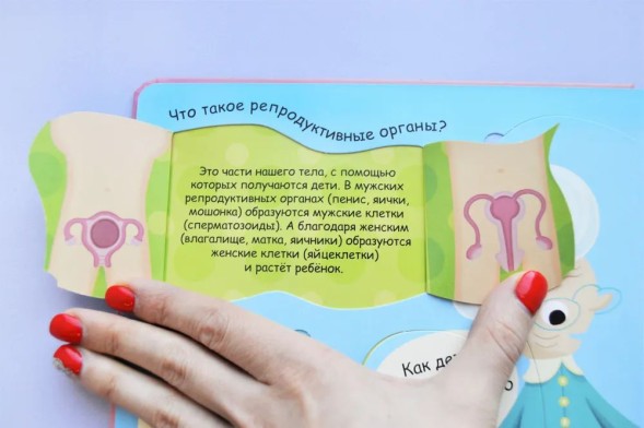 Волшебные окошки. Откуда берутся дети?