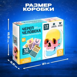 Набор для опытов «Череп человека», анатомическая модель