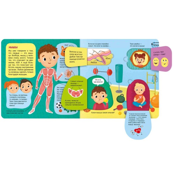 Тело человека. Книжки с окошками