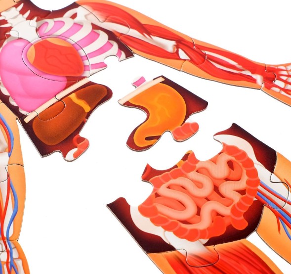 Набор «Моё тело»: мегапазл с обучающей книгой