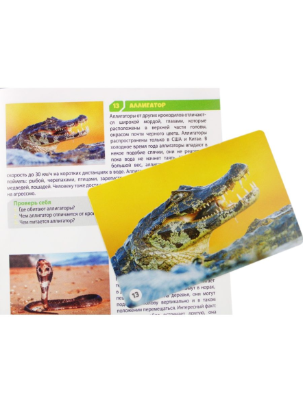 Настольная игра «Мемо. Обитатели земли»