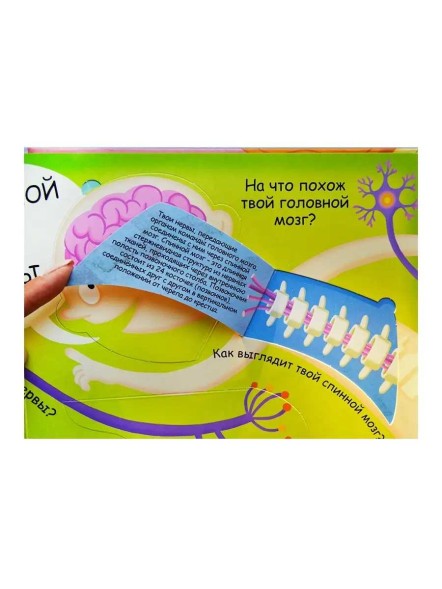 Волшебные окошки. Моё тело