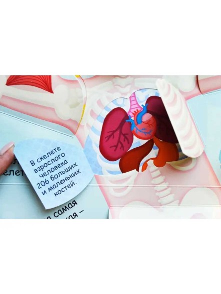 Волшебные окошки. Моё тело