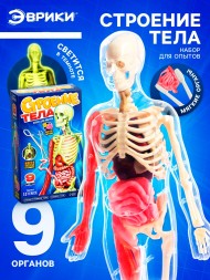 Набор для опытов по анатомии «Строение тела», светится в темноте, с мягкими органами