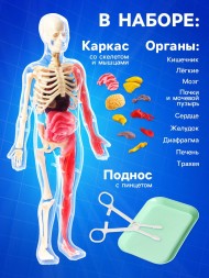 Набор для опытов по анатомии «Строение тела», светится в темноте, с мягкими органами