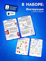 Набор для опытов по анатомии «Строение тела», светится в темноте, с мягкими органами