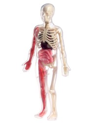 Набор для опытов по анатомии «Строение тела», светится в темноте, с мягкими органами