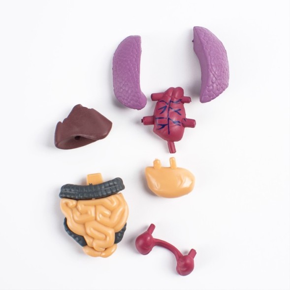 Научный опыт «Строение тела»