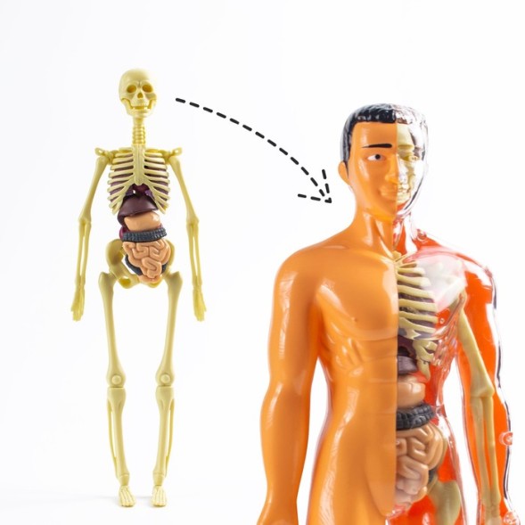 Научный опыт «Строение тела»