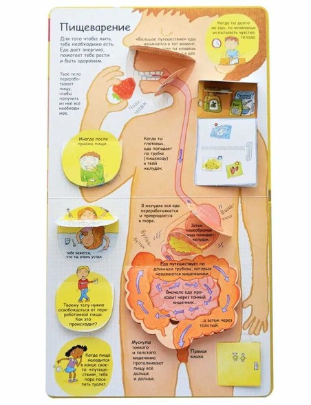 Секреты человека. Книга с окошками. Робинс