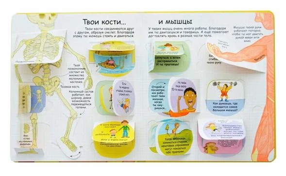 Секреты человека. Книга с окошками. Робинс