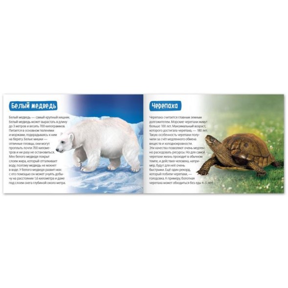 Обучающая книга «Животные-рекордсмены», 20 стр.