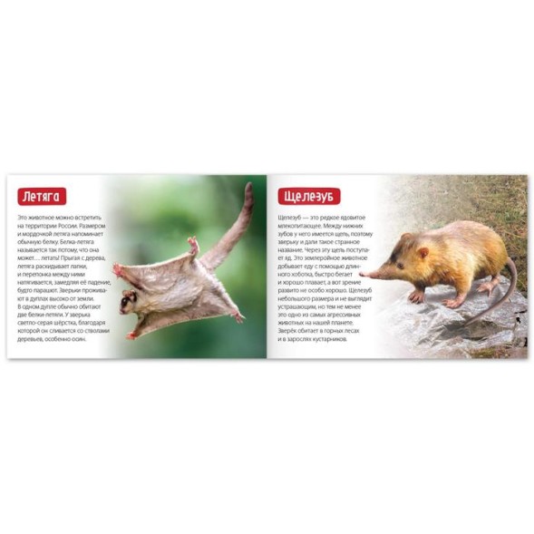 Обучающая книга «Редкие животные», 20 стр.