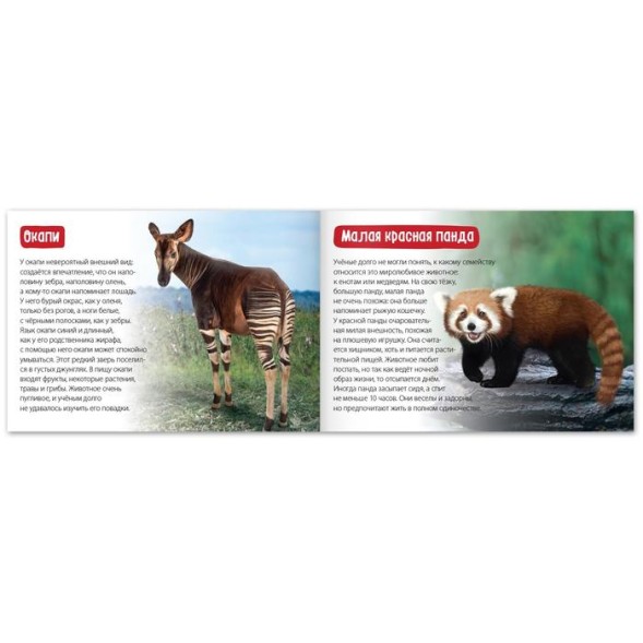 Обучающая книга «Редкие животные», 20 стр.