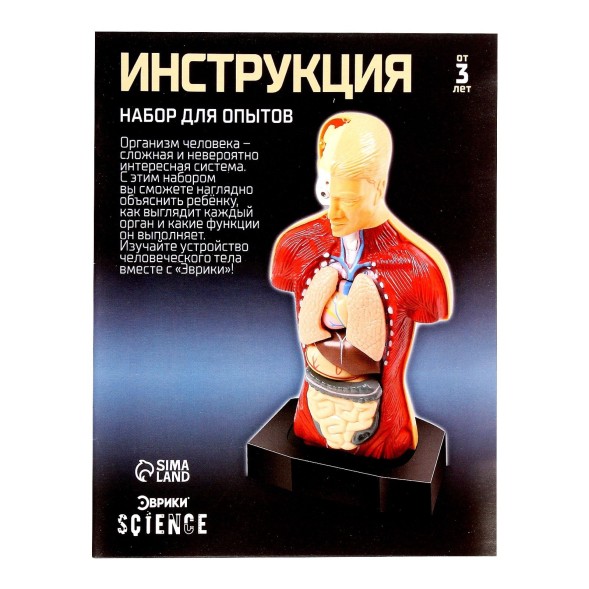 Научный опыт «Строение тела»