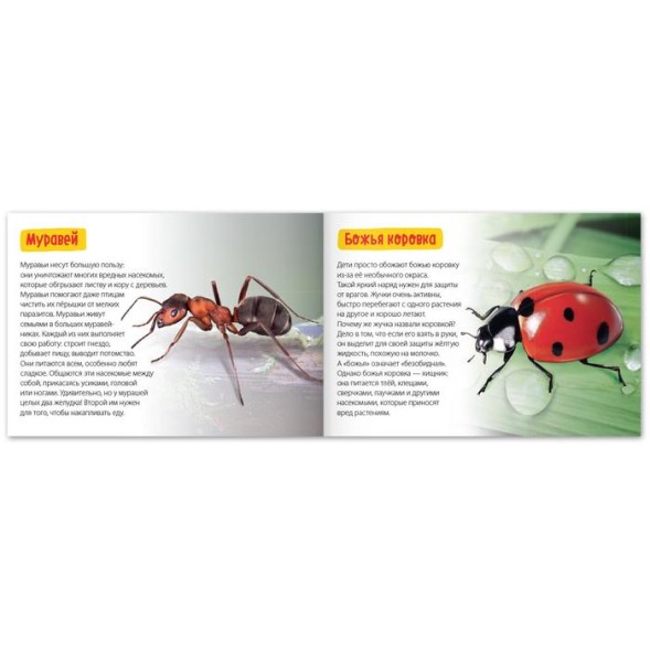 Обучающая книга «Удивительные насекомые», 20 стр.