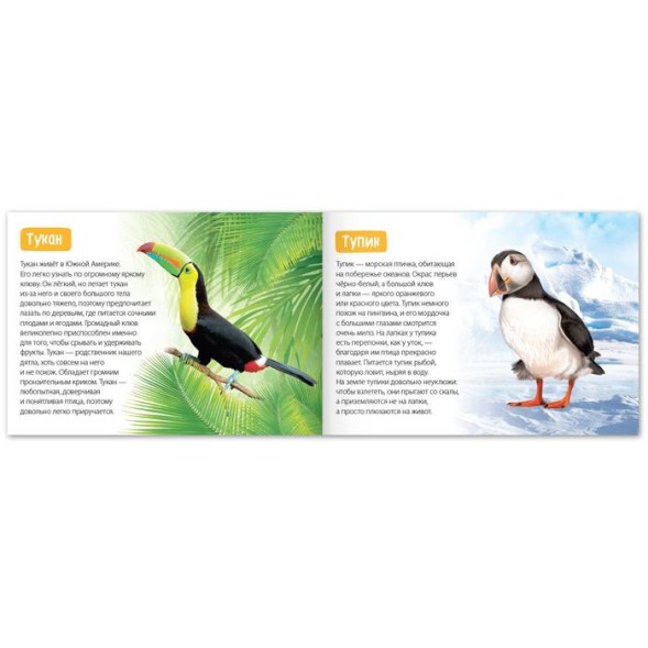Обучающая книга «Птицы», 20 стр.