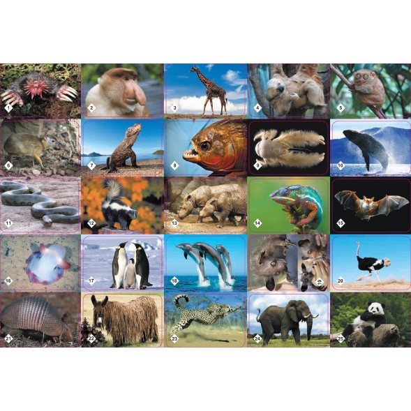 Настольная игра «Мемо. Удивительные животные», 50 карточек + познавательная брошюра