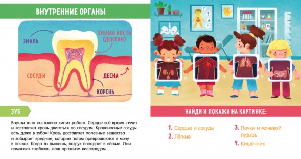 Найди и покажи, малыш. Моё тело, 24 стр
